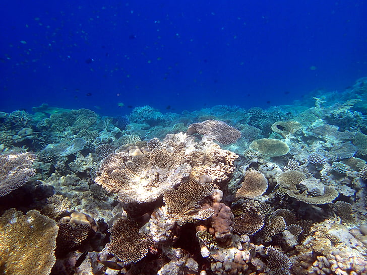 corals, giant tabular, maldives