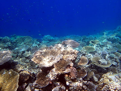 koraļļus, milzu tabulas, Maldīvija