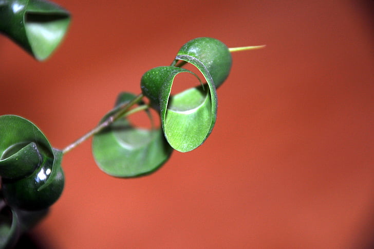 leaf, rolled up, red, green, houseplant