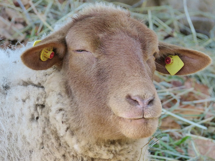 ovce, ovčí hlava, oči, zvíře, savec, pastviny, hospodářská zvířata