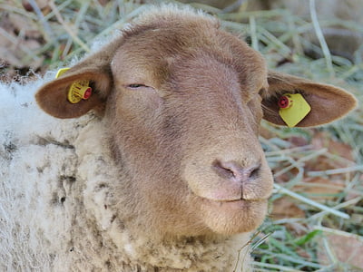 ovelhas, Bom, olhos, animal, mamífero, pasto, pecuária