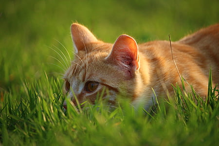kočka, kotě, červená tygrovaná, Zámecká zahrada, kočičí miminko, Mladá kočka, makrela