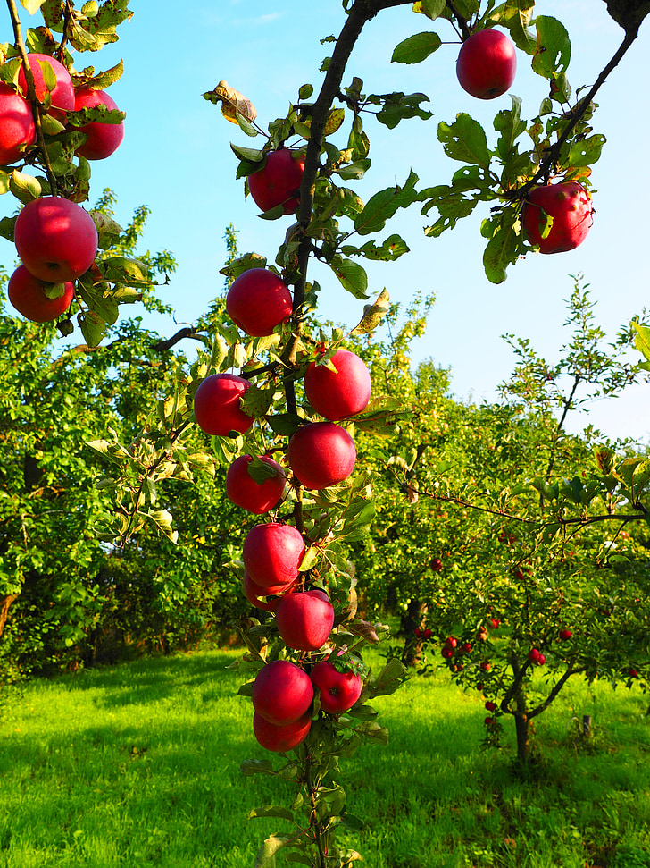 Apple, äppelträd, frukt, röd, Frisch, friska, vitaminer