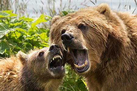 kodiak brown bears, sow, cub, female, close up, heads, portrait