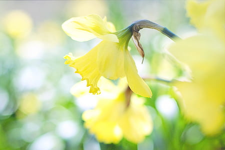 Narzisse, Frühling, gelbe Blumen Blumen, Garten, Gartenarbeit, Natur, gelb