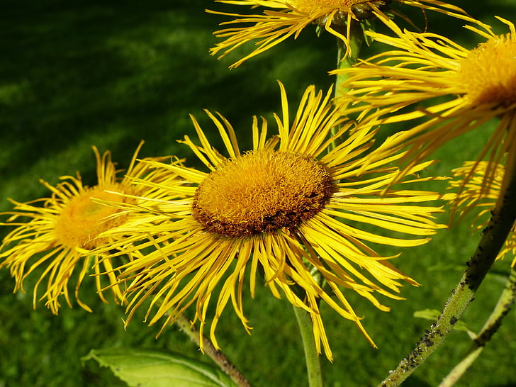 inula, flower, flowers, yellow, composites, nature, plant