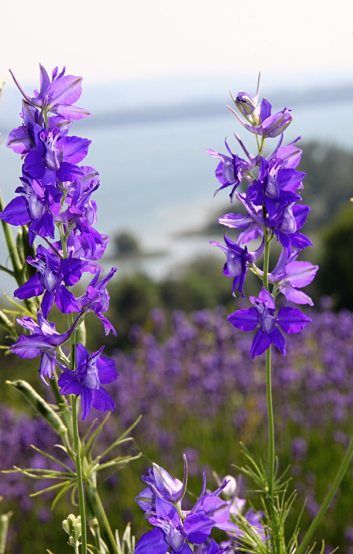 larkspur, purple, purple flower, flowers, garden, plant, nature