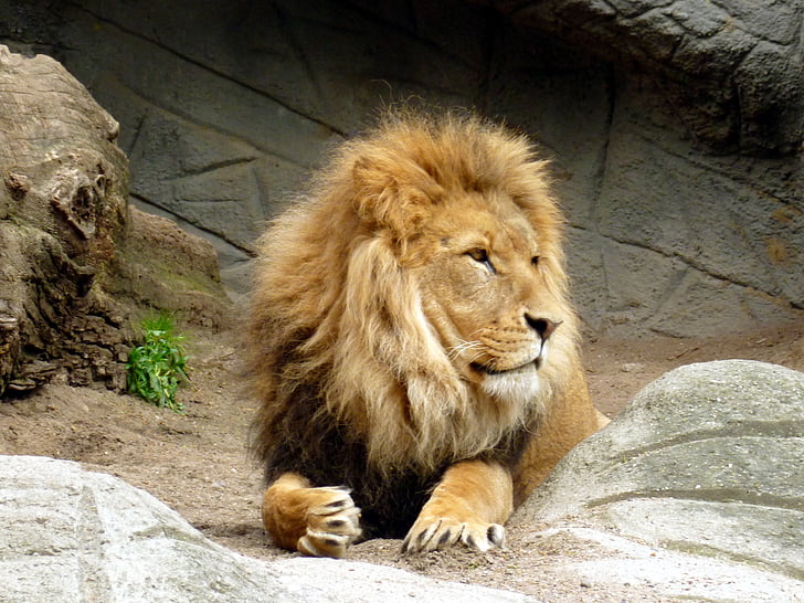lev, Lions moški, kralj zveri, Griva levji, sesalec, divja mačka, živalski svet