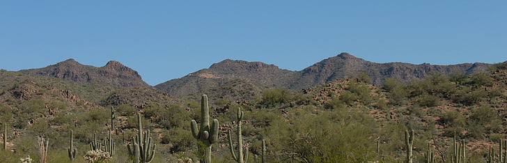 öken, Cactus, naturen, landskap, torr, Saguaro, västra