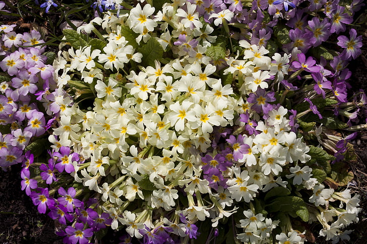 enotera, Primula, herbàcia que pertany, gènere, hivernacle enotera, Primula modesta, flor