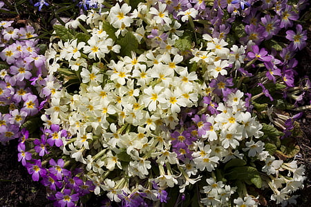 Primrose, Primula, cowslip, slekt, Primrose drivhus, Primula modesta, blomst