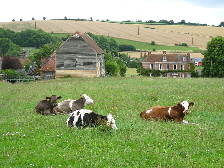 Англия, Великобритания, пейзаж, живописные, ферма, сельских районах, крупный рогатый скот