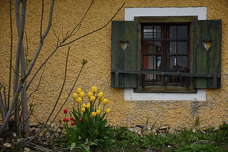 janela, tulipas, flores, Primavera, persianas, casa, arquitetura