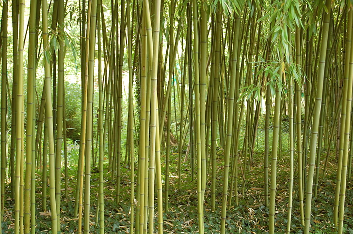 barva, zelena, bambus, gozd, struktura, narave