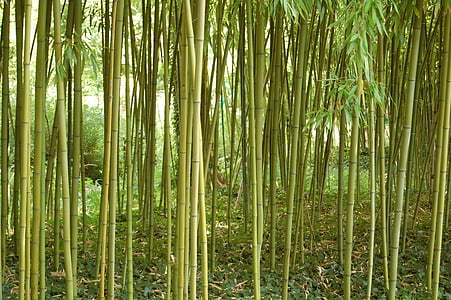 warna, hijau, bambu, hutan, struktur, alam