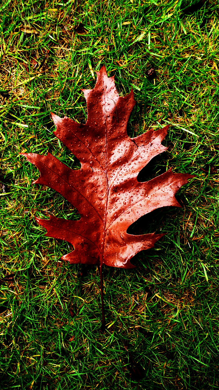 lišće, list, smeđa, jesen, Crveni, kapi, vode
