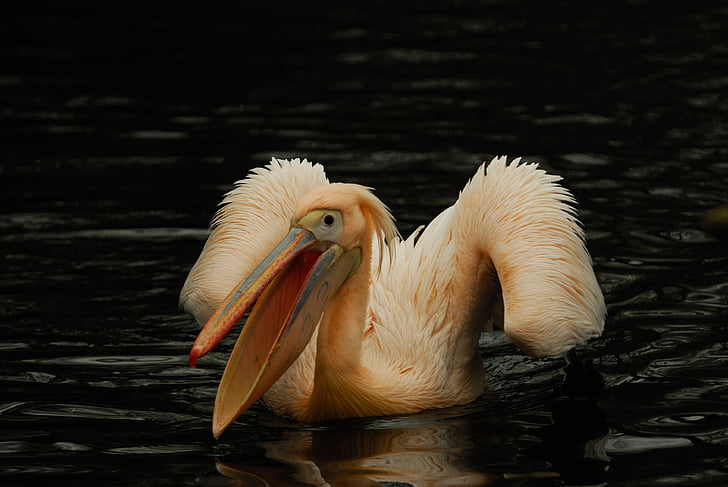 artis, pelican, bird, nature, animal, wildlife, beak