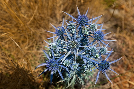 Distel, Blume, Sporn, darauf hingewiesen, Istrien, Kroatien, Blau