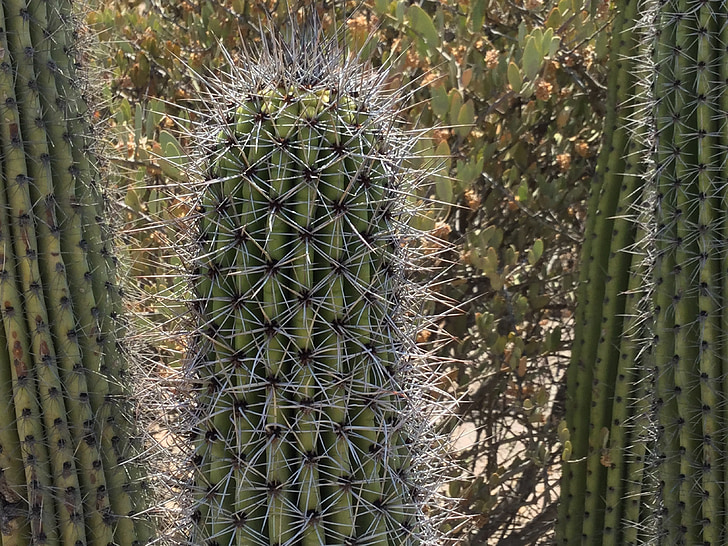 Cactus, deserto, succulente, deserto di Sonoran
