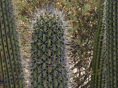 Cactus, woestijn, Succulent, Sonorawoestijn