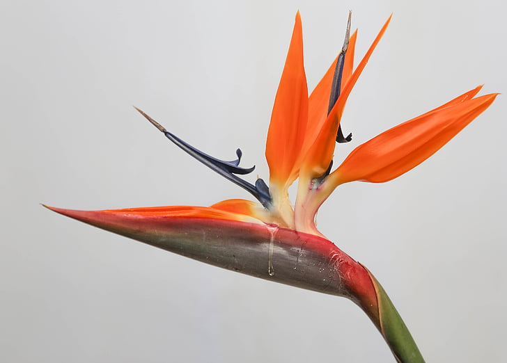 bird of paradise, flower, tropical, plant, natural, bloom, exotic