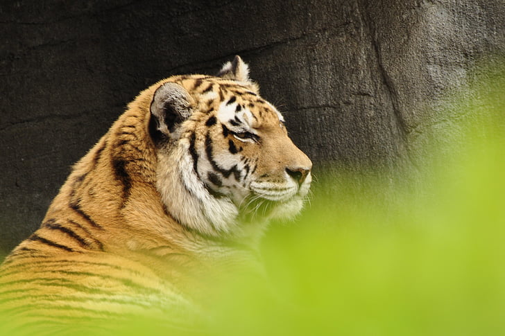 Tigre, gato, depredador, animales, Parque zoológico, animal, flora y fauna