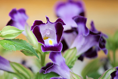 genciana, genciana jardim, flores ornamentais, planta ornamental, Violet, jardim, vaso de flor