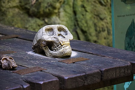 маймуна, череп, скелет, дървен материал, кост, черепа кост, мъртвите
