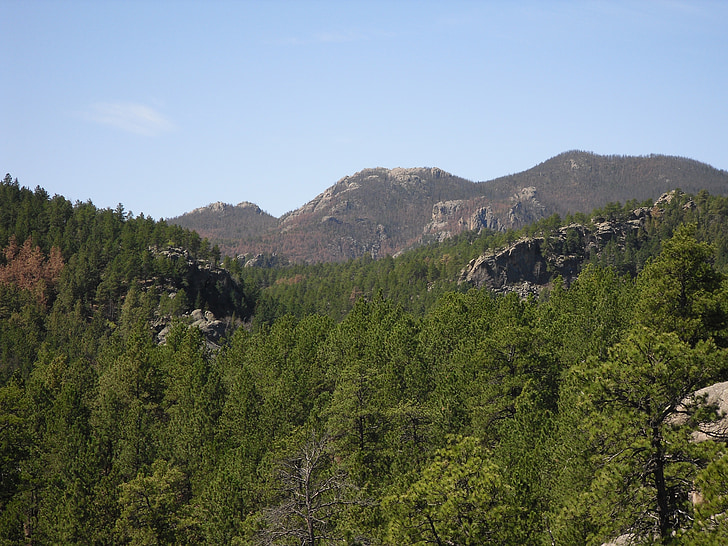 backpacking, sort elg vildmark, Black hills, South dakota, natur, Mountain, skov