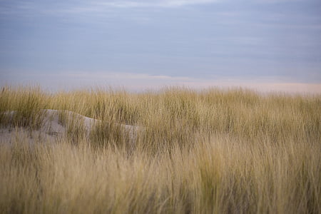 duny, Kijkduin, Nizozemsko, marram tráva, písek, pláž, v Haagu
