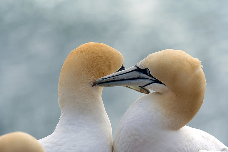 Terej bílý, ptáci, zvířata, muckat, ostrov Helgoland, Severní moře