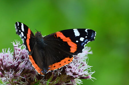 Kelebek, böcek, nektarı toplamak