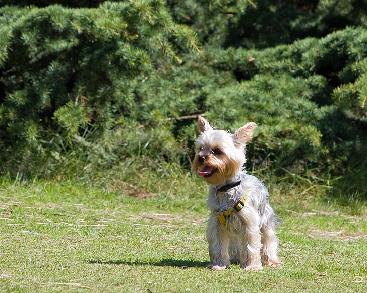 cane, bella, Yorkshire terrier, Yorkie, Terrier, animale domestico, Canino