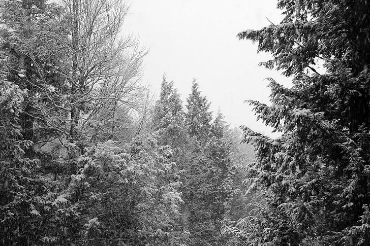 ฤดูหนาว, ต้นไม้, ฟ้าขาว, ภูมิทัศน์, สีดำและสีขาว, หิมะ, เย็น