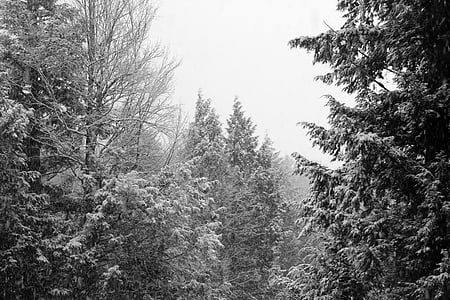 pozimi, dreves, nebo beli, krajine, črno-belo, sneg, hladno