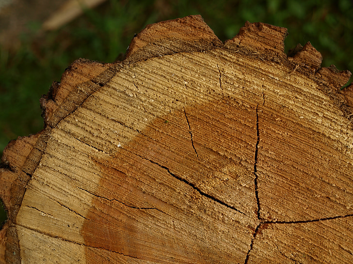 træ riste, træstubbe, Tree bark, årlige ringe
