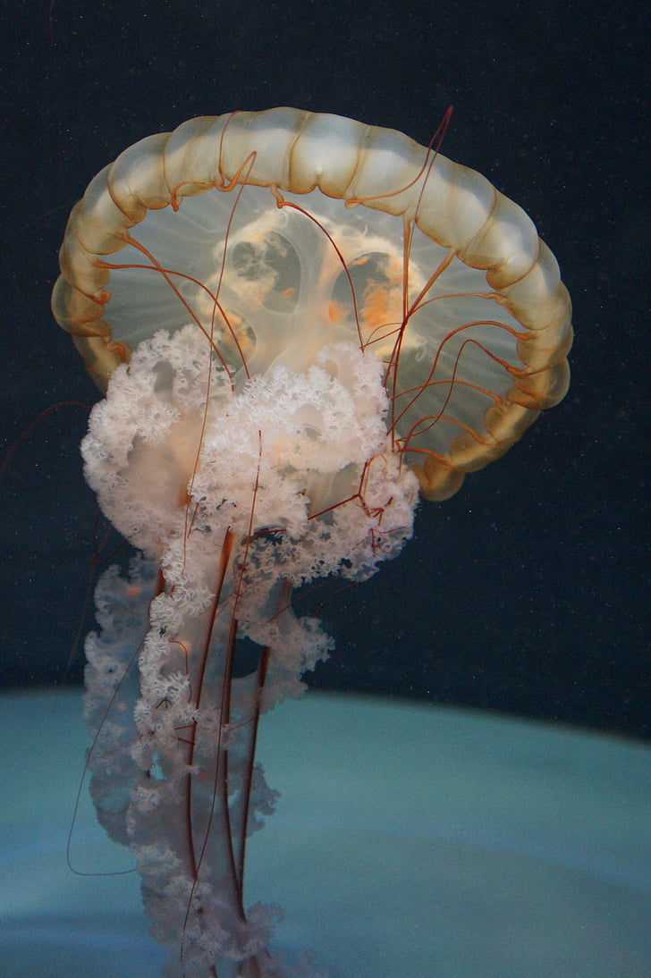 medúzy, mäkkýš, fluorescenčné, fluoreskujú, akvárium, vody, vodný živočích