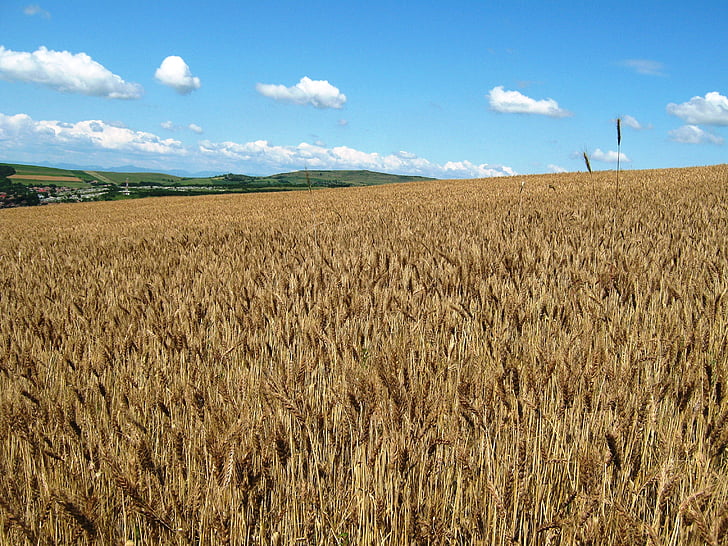 pszenicy, Ludus, 2012, Rolnictwo