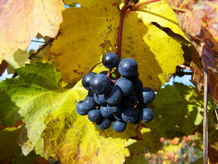 anggur merah, buah yang matang, musim gugur, buah, anggur, daun, makanan dan minuman