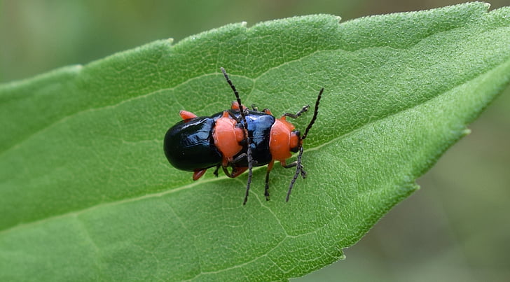 glänzende Flea beetle, Käfer, Käfer, Fehler, Insekten, fliegende Insekten, geflügelte Insekt