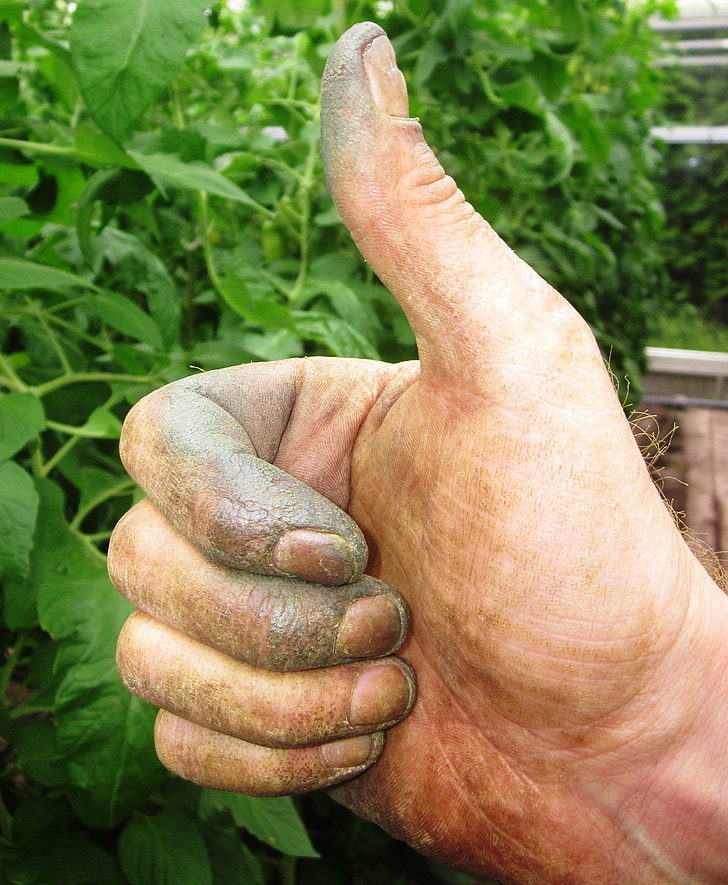 ibu jari, tukang kebun, tangan, hijau