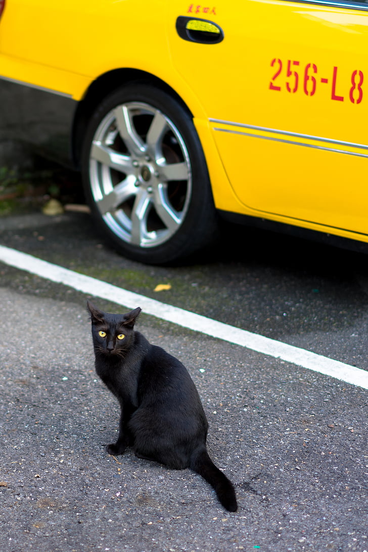 zobrazení Street view, krajina, město, venkova, černá kočka, kočka