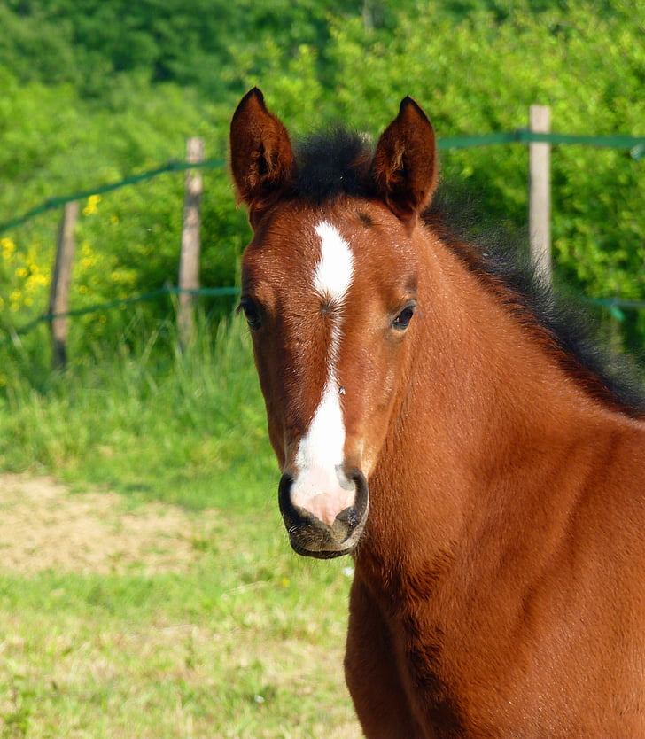 horse, pure arab blood, horses, breeding horses, arabic, breeding, equine