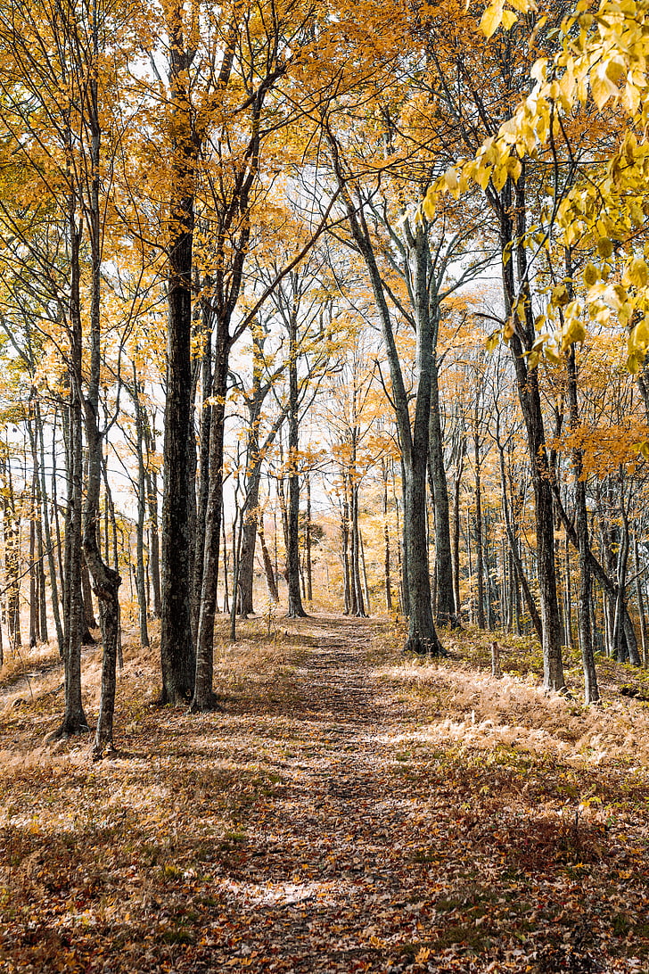 hösten, träd, hösten, lämnar, skogen, Scenics, naturen