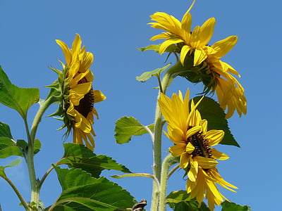 Sun flower, Helianthus annuus, květ, Příroda, závod, květ, Bloom