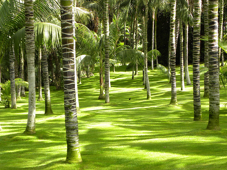 bambu, eksotis, hijau, vegetasi, hutan, pohon, Taman