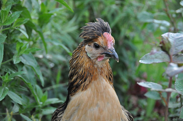 кокошка, Брабант кокошка, ниска съд, птици, Градина, петел, белгийски басейн
