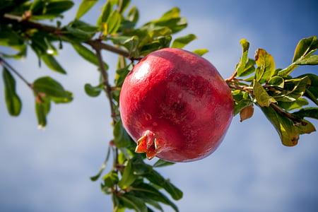 Granatno jabolko, sadje, tropih, eksotične, jesti, ljubko, zdravo