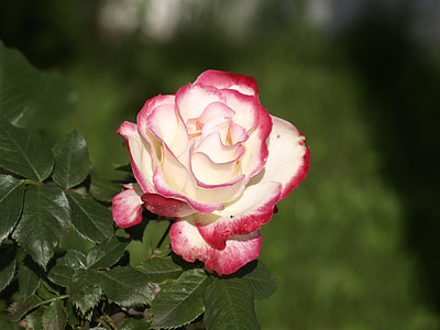 rosa, bianco, fiore, giardinaggio, rosa, rosso, petali di