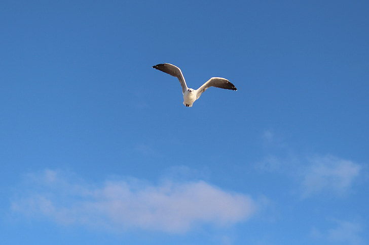 Seagull, vlucht, vleugel beat, hemel, kust